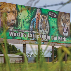 COURT RULES TIGER KING TO BE DECLAWED IN BIG CAT FIGHT – LOSES ZOO